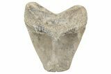 Bargain, , Fossil Megalodon Tooth - Georgia #338837-1